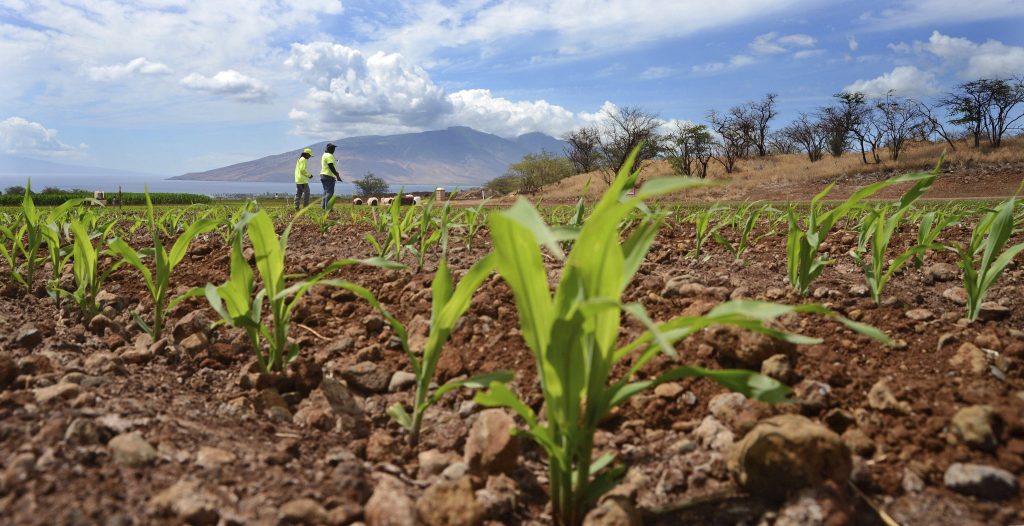 Chinese man pleads guilty to stealing Monsanto trade secret