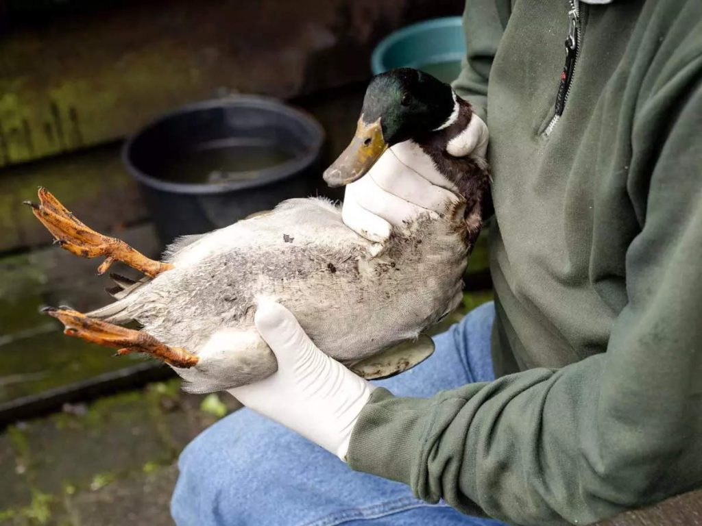 Duck is first wild bird flu case in US in 5 years, say scientists