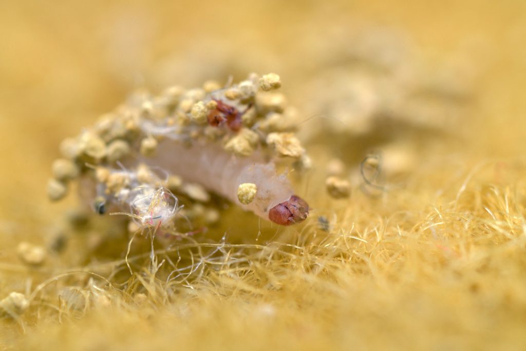 Moths eating your clothes? It’s actually their hungry little caterpillars – here’s how to get rid of them