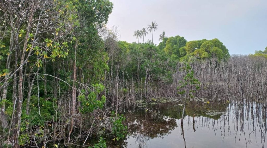 The mystery of Maldives’ dying mangroves and India’s role in the quest to save them