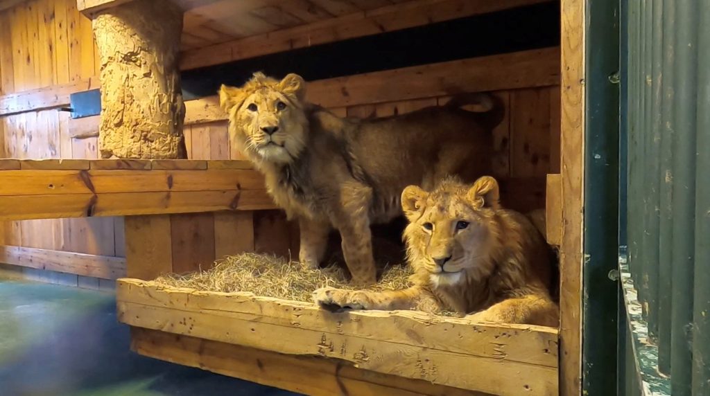 Twin lions fleeing Ukraine war arrive at Belgian refuge