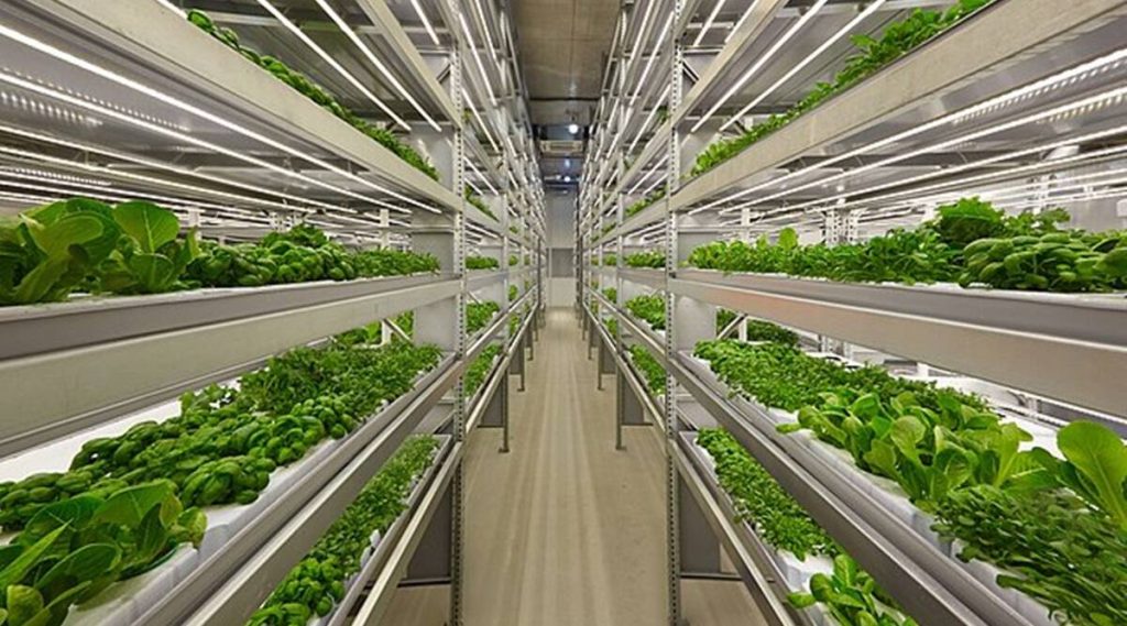 All you need to know about protected cultivation, or vertical farming