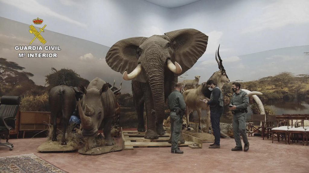 Spain probes private taxidermy museum with 1,000 animals