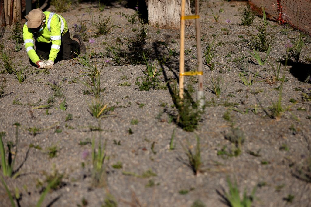 In Chile’s capital, a decade of drought makes grass a rare luxury