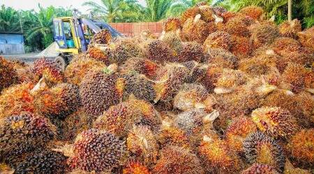 Ashok Gulati and Ritika Juneja write: An oil palm plan for home